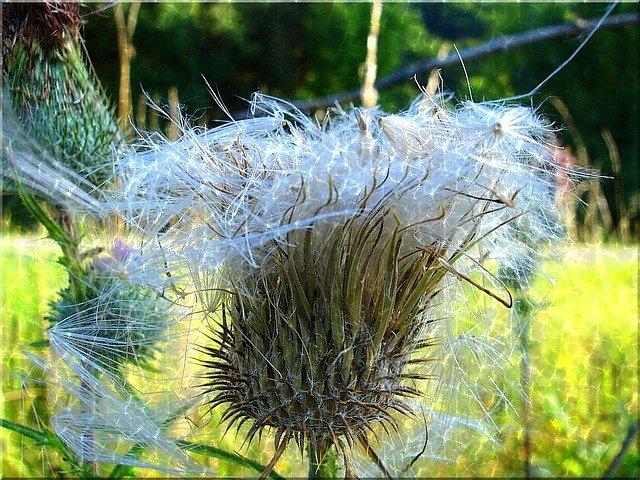 Pusteblume