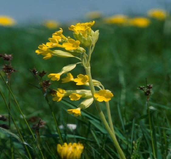 Schlüsselblume 