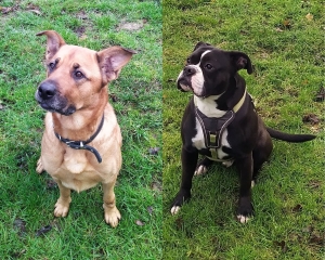 Abby und Shadow